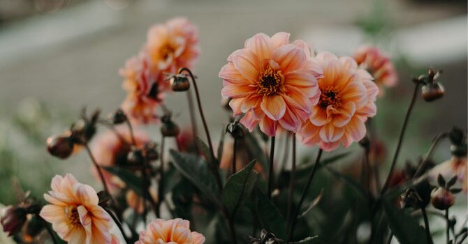 Marina Mishel Osteopathy